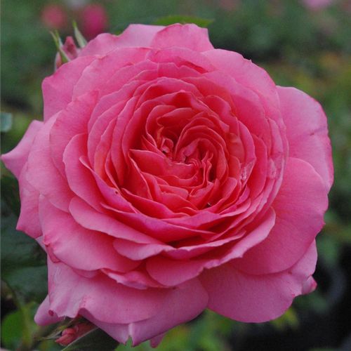 Shop - Rosa First Edition™ - rosa - floribundarosen - diskret duftend - Georges Delbard - Gut wachsende, üppig blühende Beetrose mit attraktiven, grellfarbenen Blüten.